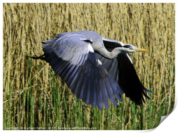 Majestic Gray Heron Takes Flight Print by Graham Nathan