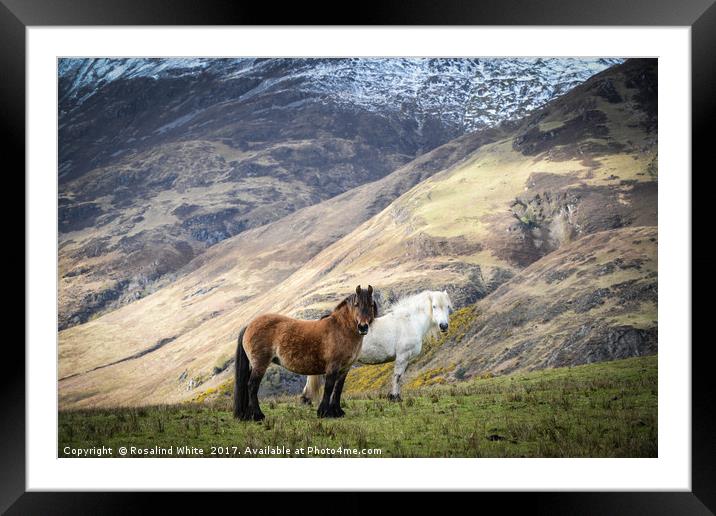 Corran Mountain Horses Framed Mounted Print by Rosalind White
