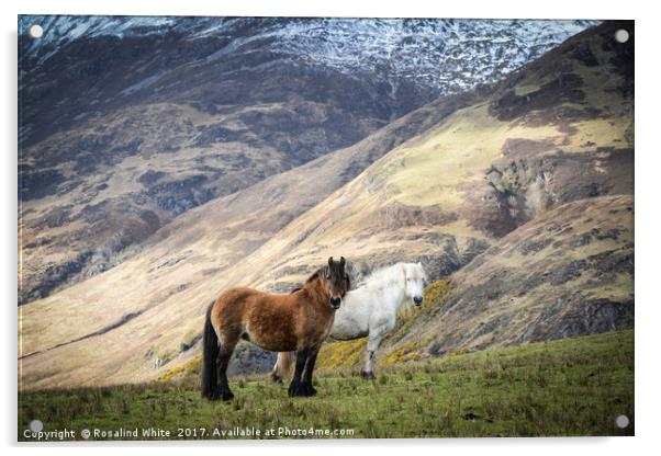 Corran Mountain Horses Acrylic by Rosalind White