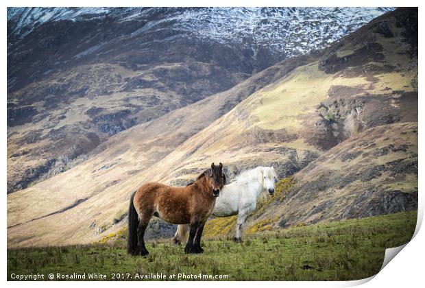 Corran Mountain Horses Print by Rosalind White