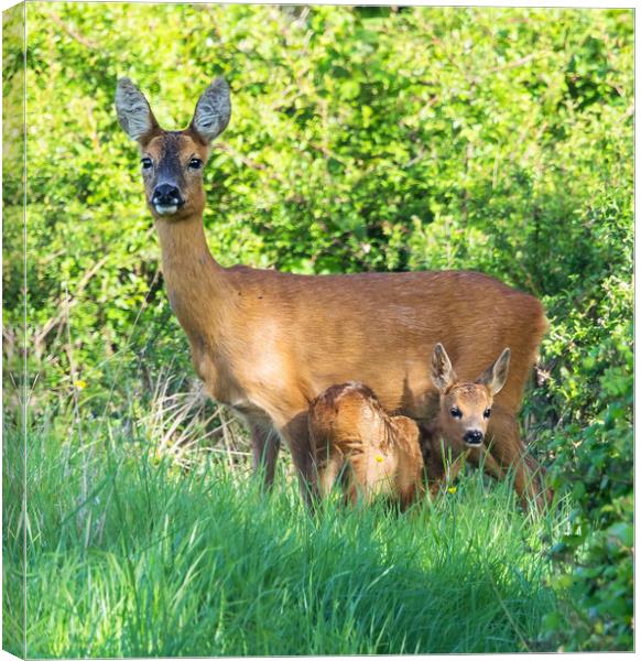 Roe deer doe with fawn Canvas Print by Phillip CULL