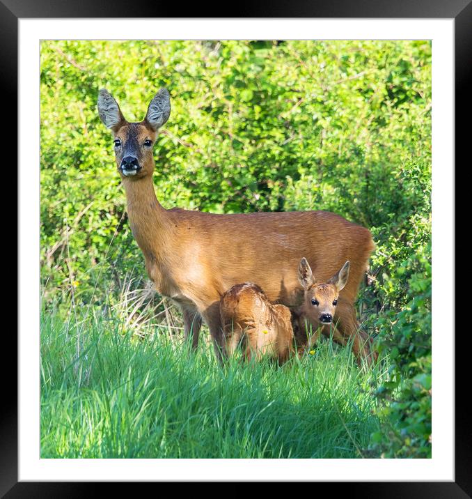 Roe deer doe with fawn Framed Mounted Print by Phillip CULL