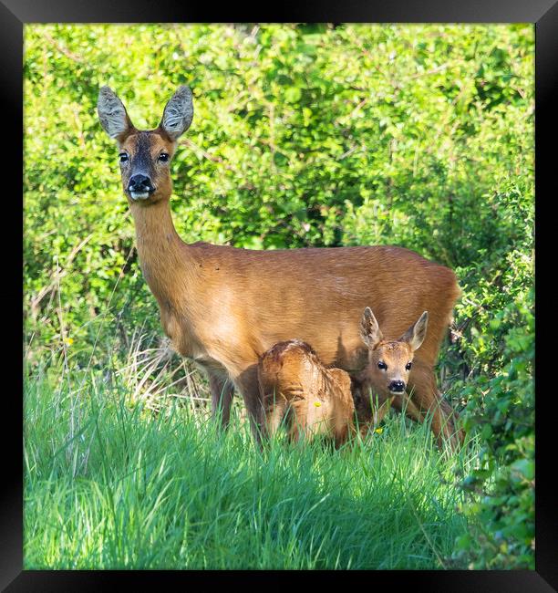 Roe deer doe with fawn Framed Print by Phillip CULL