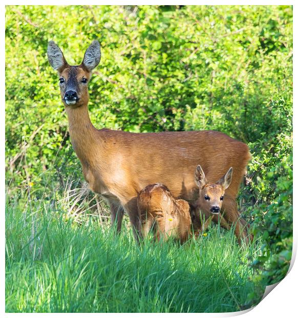 Roe deer doe with fawn Print by Phillip CULL