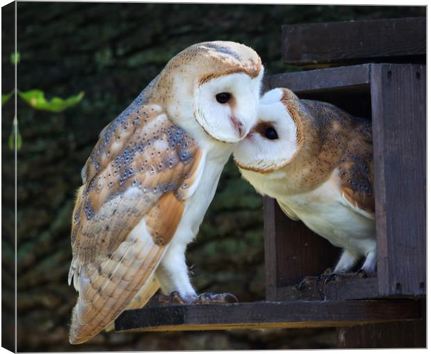 Young Barn Owls at nest box entrance Canvas Print by Phillip CULL