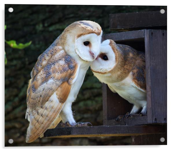 Young Barn Owls at nest box entrance Acrylic by Phillip CULL