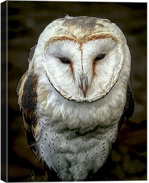 Barn Owl Canvas Print by David Mccandlish