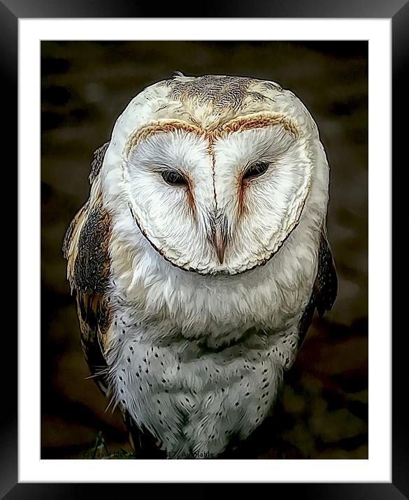 Barn Owl Framed Mounted Print by David Mccandlish