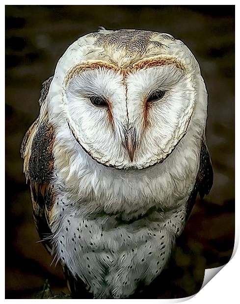 Barn Owl Print by David Mccandlish
