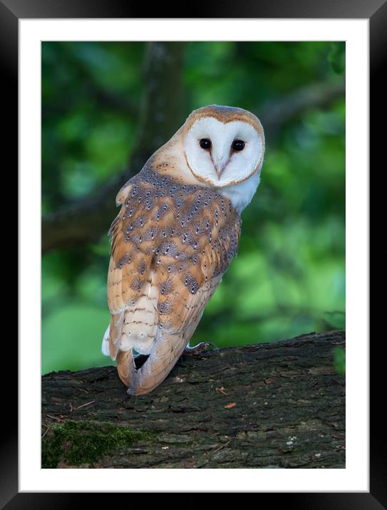 Barn Owl juvenile in mature oak tree Framed Mounted Print by Phillip CULL
