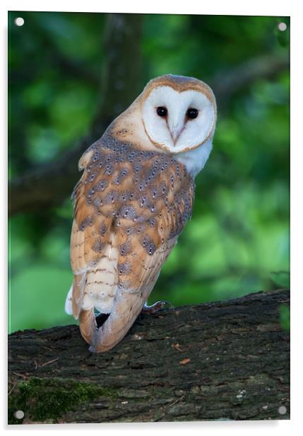 Barn Owl juvenile in mature oak tree Acrylic by Phillip CULL