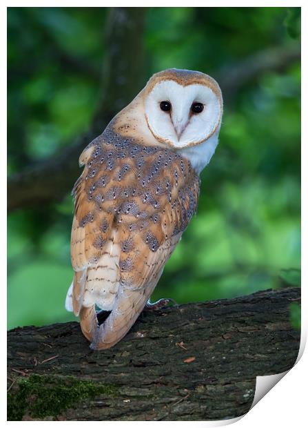 Barn Owl juvenile in mature oak tree Print by Phillip CULL