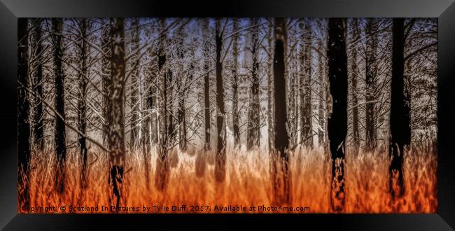 The Burnt Trees of Torridon Framed Print by Tylie Duff Photo Art