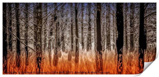The Burnt Trees of Torridon Print by Tylie Duff Photo Art