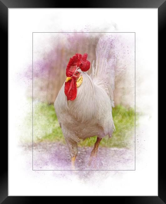 Beautiful Rooster Framed Print by Sarah Ball