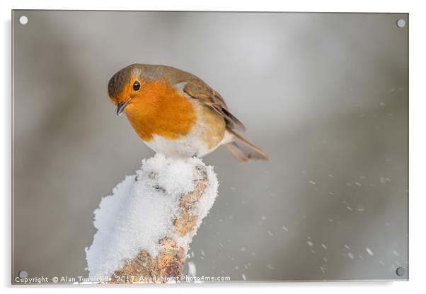 Robin in the snow Acrylic by Alan Tunnicliffe