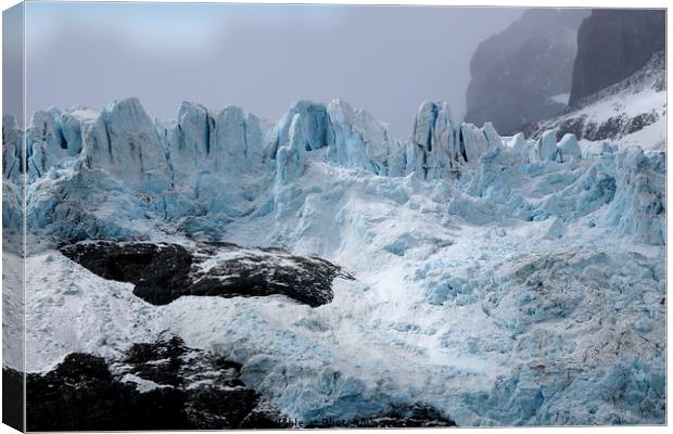 South Georgia, Southern Atlantic Canvas Print by Carole-Anne Fooks