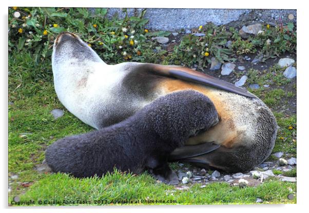 Antarctic Fur Seals Acrylic by Carole-Anne Fooks