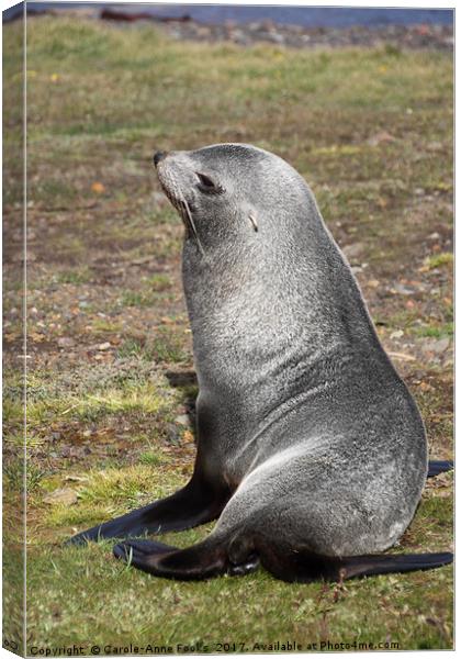 Antarctic Fur Seal Canvas Print by Carole-Anne Fooks