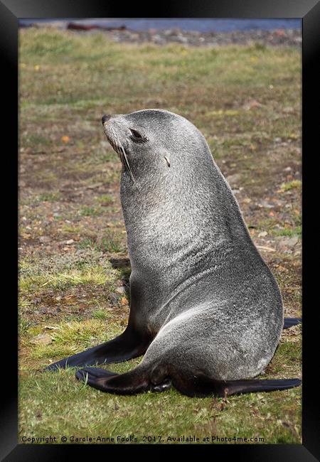 Antarctic Fur Seal Framed Print by Carole-Anne Fooks