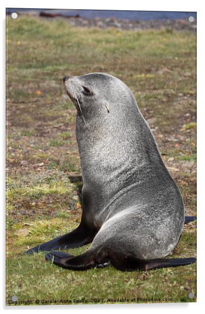 Antarctic Fur Seal Acrylic by Carole-Anne Fooks