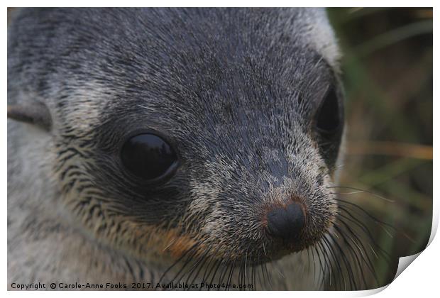 Antarctic Fur Seal Portrait Print by Carole-Anne Fooks