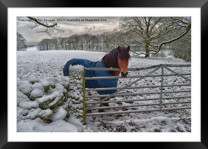 Winter horse Framed Mounted Print by Derrick Fox Lomax