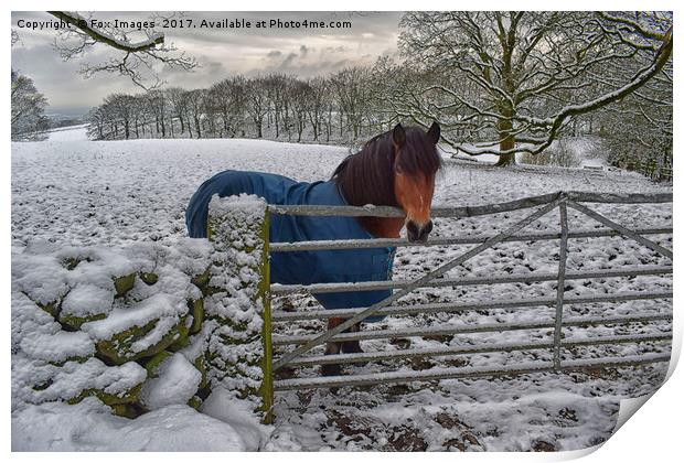 Winter horse Print by Derrick Fox Lomax