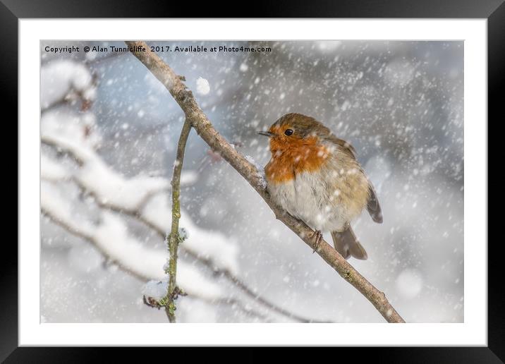Robin in the snow Framed Mounted Print by Alan Tunnicliffe