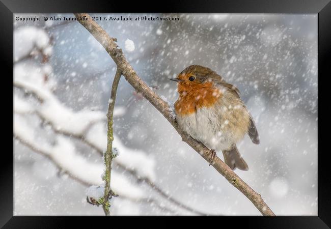 Robin in the snow Framed Print by Alan Tunnicliffe