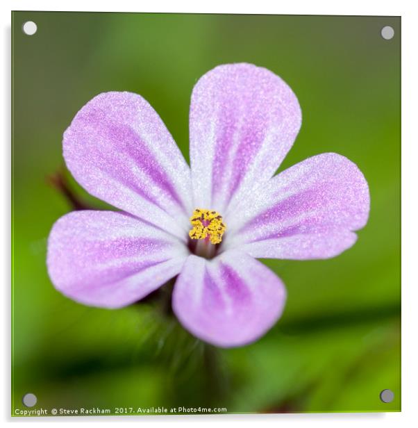 Glistening Flower Acrylic by Steve Rackham