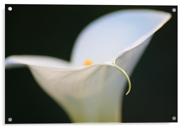 White Lily Acrylic by Luca Giaramida