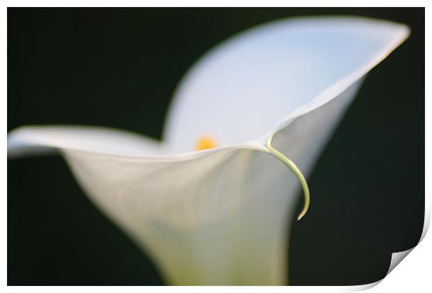 White Lily Print by Luca Giaramida