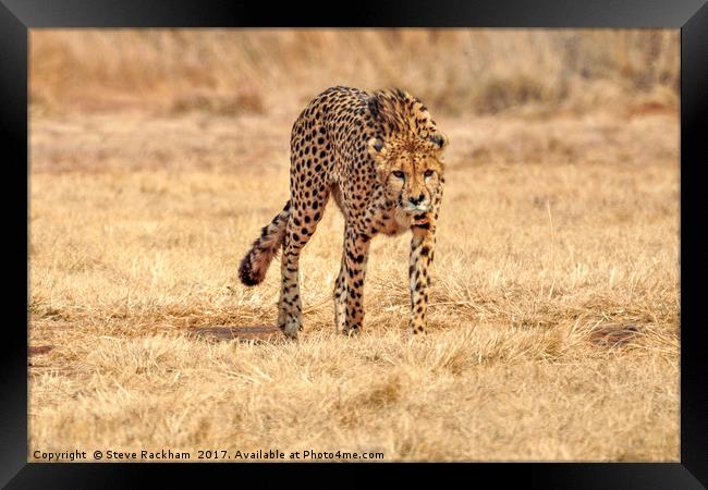 Cheetah Stalking Framed Print by Steve Rackham