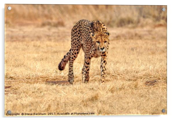 Cheetah Stalking Acrylic by Steve Rackham