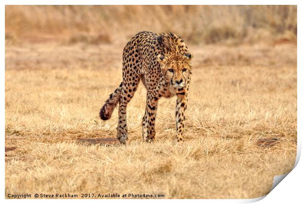 Cheetah Stalking Print by Steve Rackham