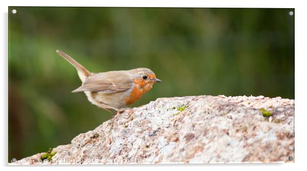 Robin Acrylic by Graham Nathan