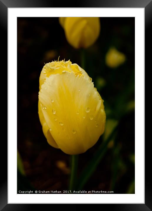 Raindrops on my head Framed Mounted Print by Graham Nathan