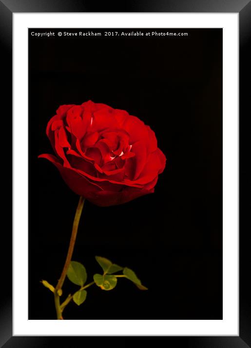 Roses Are Red Framed Mounted Print by Steve Rackham