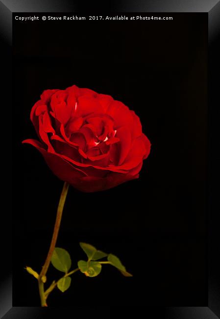 Roses Are Red Framed Print by Steve Rackham