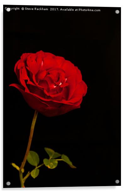 Roses Are Red Acrylic by Steve Rackham