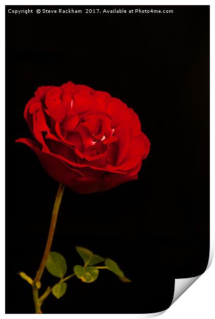 Roses Are Red Print by Steve Rackham