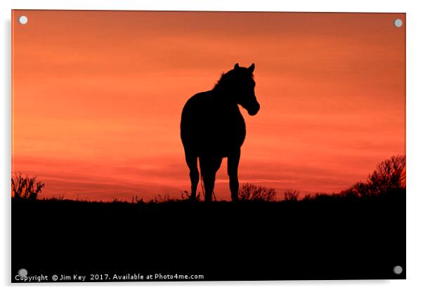 Horse at Sunset Acrylic by Jim Key