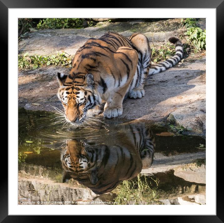 Indochinese Tiger Framed Mounted Print by David O'Brien