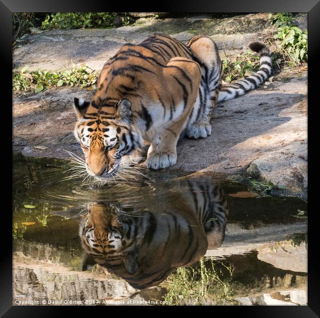 Indochinese Tiger Framed Print by David O'Brien