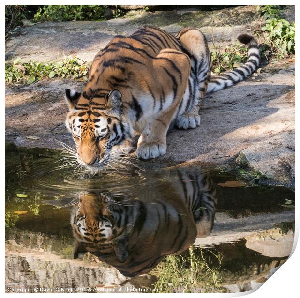 Indochinese Tiger Print by David O'Brien