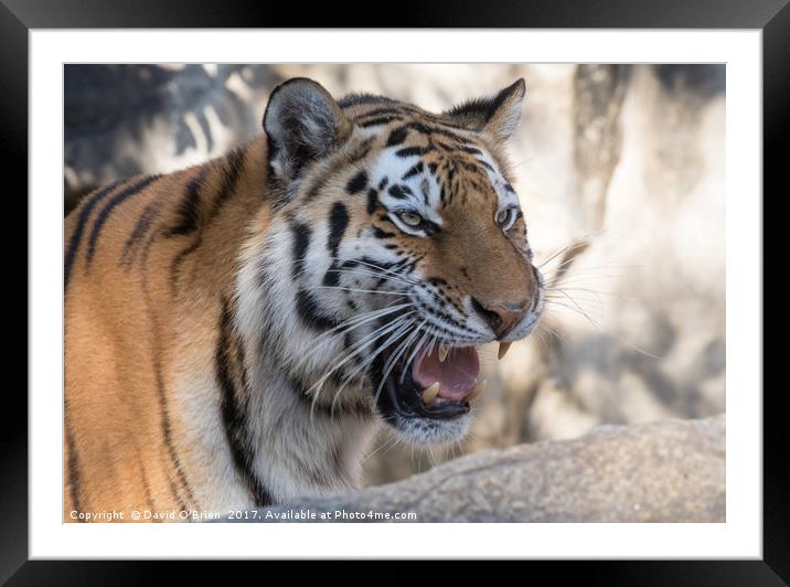Indochinese Tiger Framed Mounted Print by David O'Brien