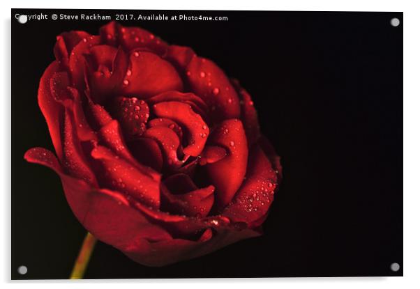 Water Drops On Rose Acrylic by Steve Rackham