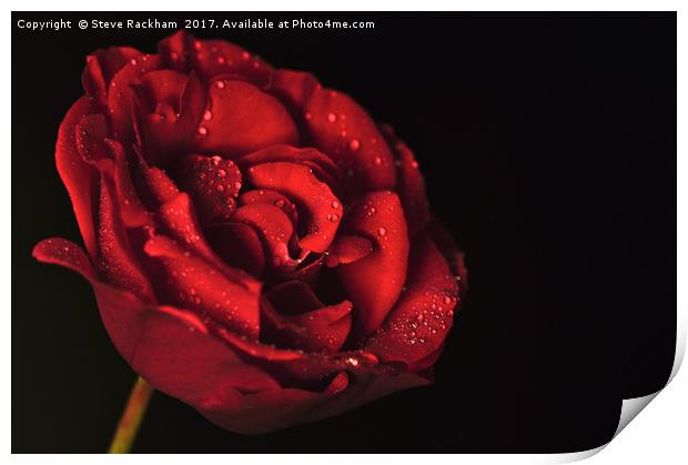 Water Drops On Rose Print by Steve Rackham