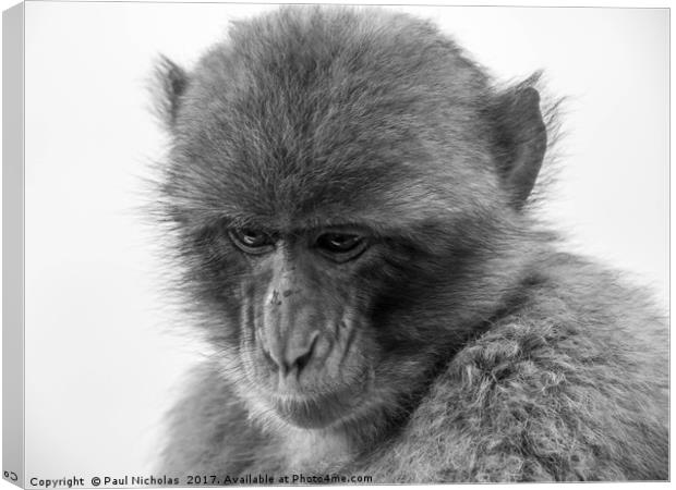 Barbary Macaque in Gibraltar Canvas Print by Paul Nicholas